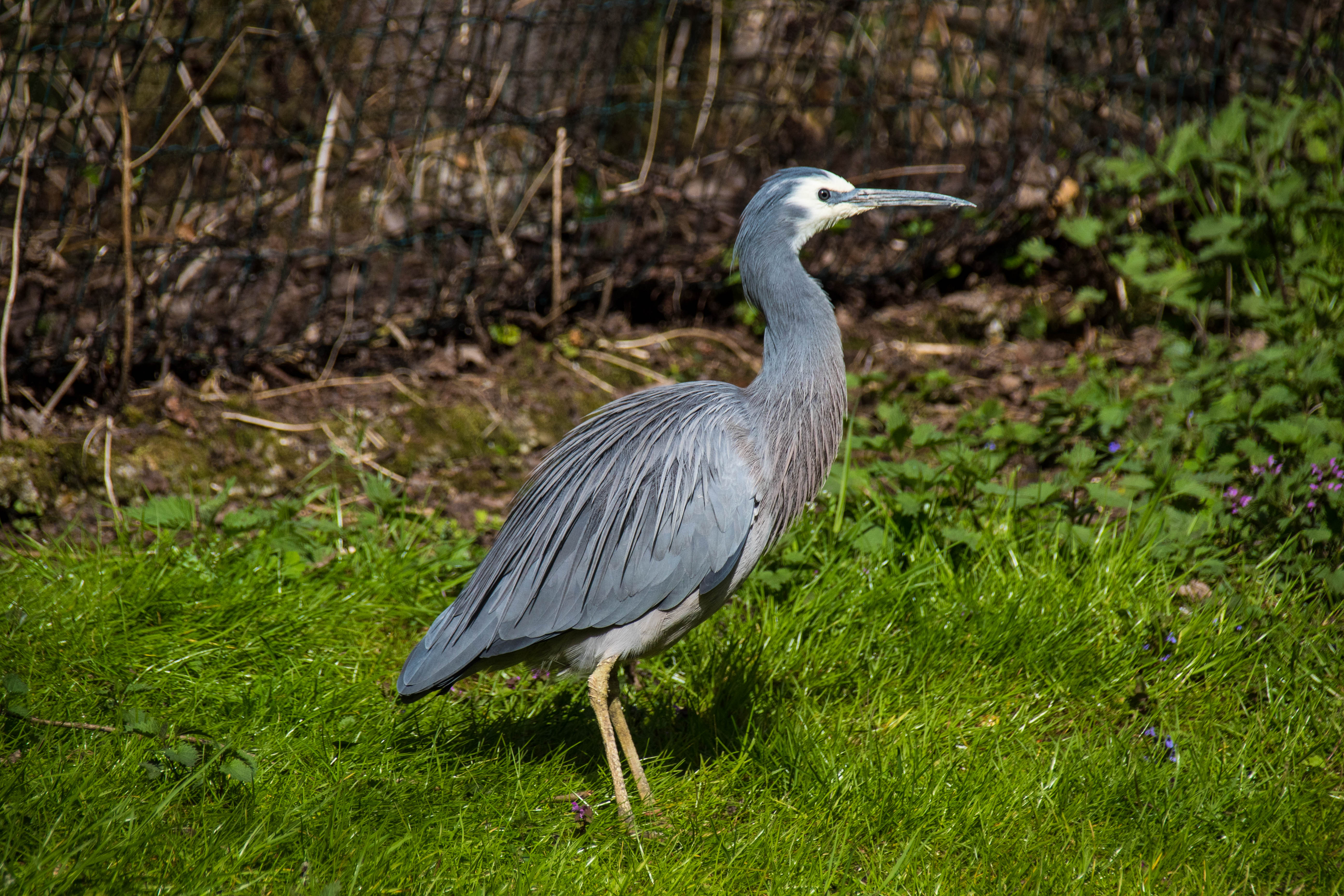 Grue bleue-_MG_0182.jpg